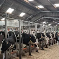 traite des vaches laitières de la ferme expérimentale de Trévarez dans le Finistère
