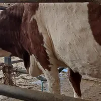 vache laitière atteinte de DNC