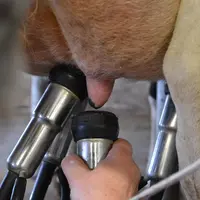 gros plan sur le pis de la vache à la traite