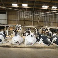 logettes bien dimensionnées grand troupeau au top Côtes d'Armor