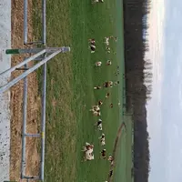 <em class="placeholder">vaches au pâturage</em>