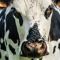 vache avec des mouches sur elle