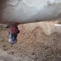 Lésion de théllite ischémique nécrosante
