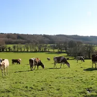 <em class="placeholder">vaches croisées au pâturage</em>