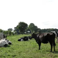 vaches laitières croisées Prim'Holstein Jersiaise, en Mayenne, élevage bio.