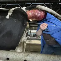 insémination par l'éleveur