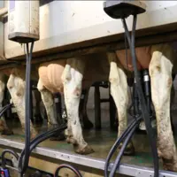 vaches à la traite