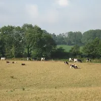 Bovins lait / sÃ©cheresse / prairie dessÃ©chÃ©e / troupeau laitier au pÃ¢turage en Poitou-Charentes