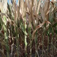 maïs desséché avec moins de 5 feuilles vertes