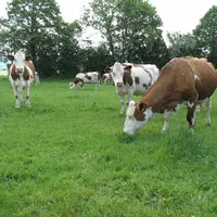 Elevage laitier dans le Doubs. Vaches montbéliardes au pâturage. Herbe. Troupeau de bovins lait.
