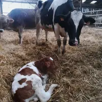 vache ayant vêlé et son veau