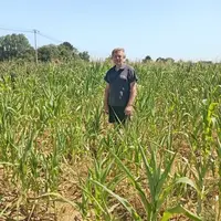 <em class="placeholder">David Cartron dans une parcelle de maïs impactée par la sécheresse</em>