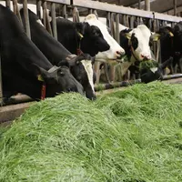 Vaches prim'Holstein à l'auge affouragées en vert