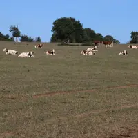 vaches laitières au pâturage en été