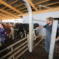 Veterinaire dans un elevage laitier Holstein discutant avec l eleveuse de l etat sanitaire de son troupeau.