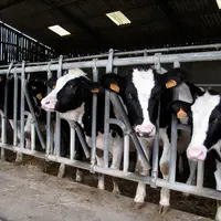 <em class="placeholder">IMG_1226 / Elevage laitier. Bovins lait.  génisses laitières au cornadis.</em>