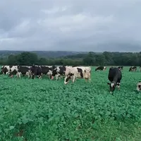 <em class="placeholder">RGI et colza fourrager pâturés à la ferme de Trévarez dans le Finistère</em>