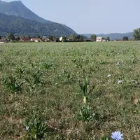 Une prairie temporaire en Isère, avec de la chicorée