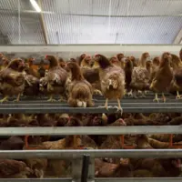 Poules