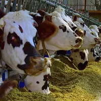La composition du lait en matière grasse et en matière protéique peut varier considérablement au cours de l’année en fonction de
l’alimentation des v