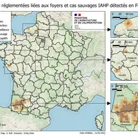 À la date du 28 février 2022, la France compte 374 foyers d’influenza aviaire hautement pathogène (IAHP) en élevage, 34 cas en faune sauvage et 17 cas