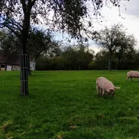 la filière porc vers plus de durable