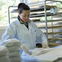 À côté des filières comté et beaufort qui peaufinent leur demande de gestion de l'offre qu'elles présenteront cet automne, les filières saint-nectaire