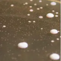 L’utilisation de flores protectrices permet
d’allonger la durée de vie microbiologique
de l’aliment, ou de limiter les effets d’une
éventuelle cont
