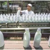Pour la Journée mondiale du lait, initiée en 2001 
par la FAO, une douzaine d’usines et une centaine 
de fermes accueillent le public du 30 mai au 1