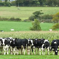 L’objectif de la gouvernance des quotas par bassin est d’optimiser les références individuelles des producteurs pour rendre les exploitations plus com