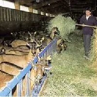 La chute brutale de la collecte reflète aussi les difficultés des producteurs.