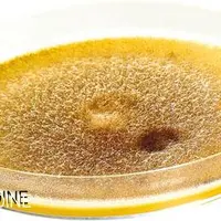 Certaines souches de mucor sont à ranger dans la classe des flores d’altération. Si elles ne présentent pas
de danger pour la santé du consommateur,