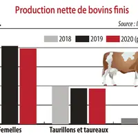 Evolution de la production nette de bovins finis