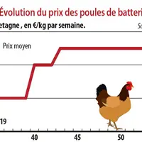 cotation poules de batterie