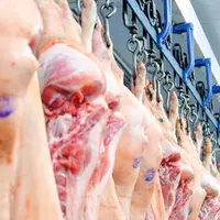 Modernisation des abattoirs