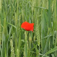 champs de céréales bio