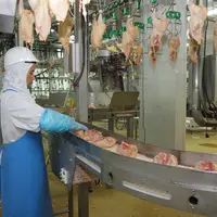 poulet à l'usine