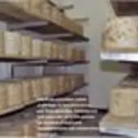 Du cantal au lait cru, la seule fabrication actuellement