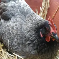 12 millions de poules sont élevées par des particuliers en France