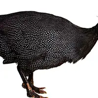 pintade