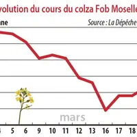 Evolution des cours du colza