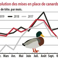 evolution des mises en place de canards gras