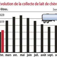 evolution de la collecte de lait de chèvre