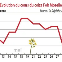 Evolution des cours du colza