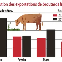 Evolution des exportations de broutards français