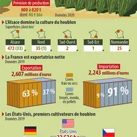Infographie houblon
