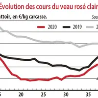 Evolution des cours du veau rosé clair O