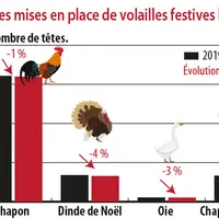 Evolution des mises en place de volailles festives label Rouge