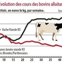 Evolution des cours des bovins allaitants