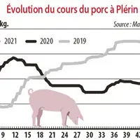 Evolution du cours du porc à Plérin